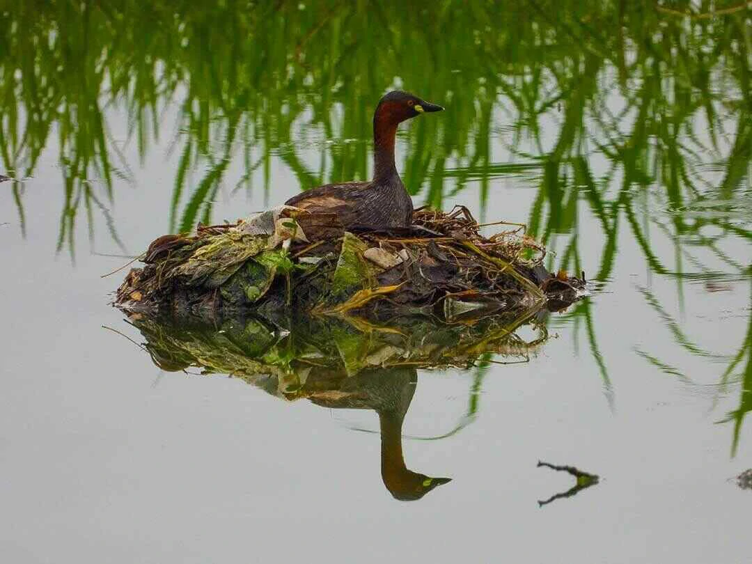 Little Grebe Nest